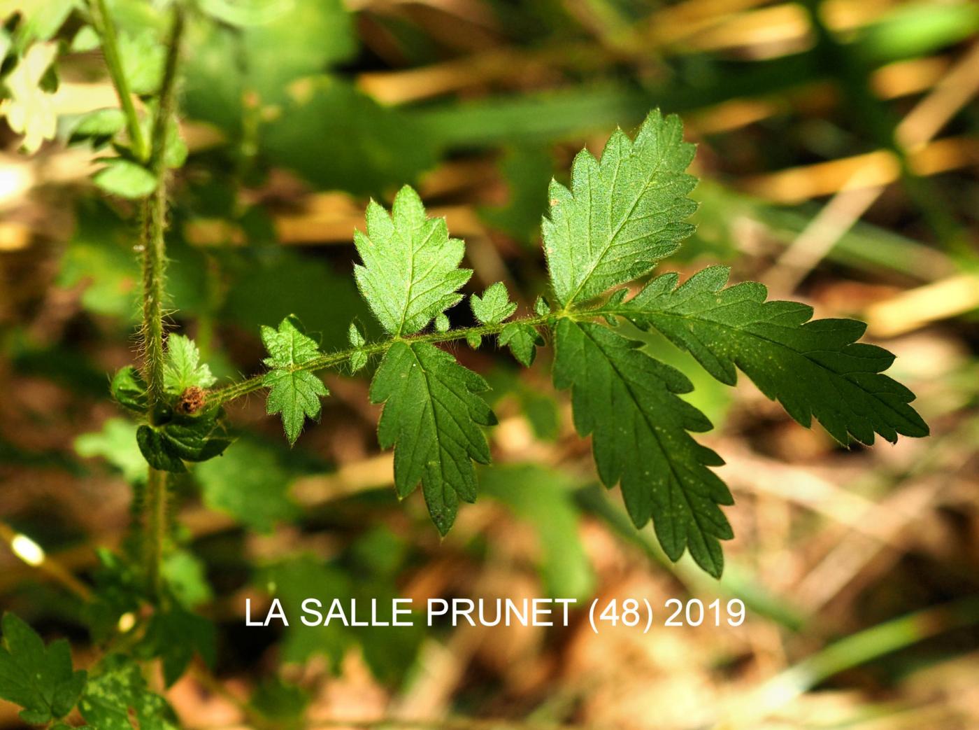 Agrimony, Common leaf